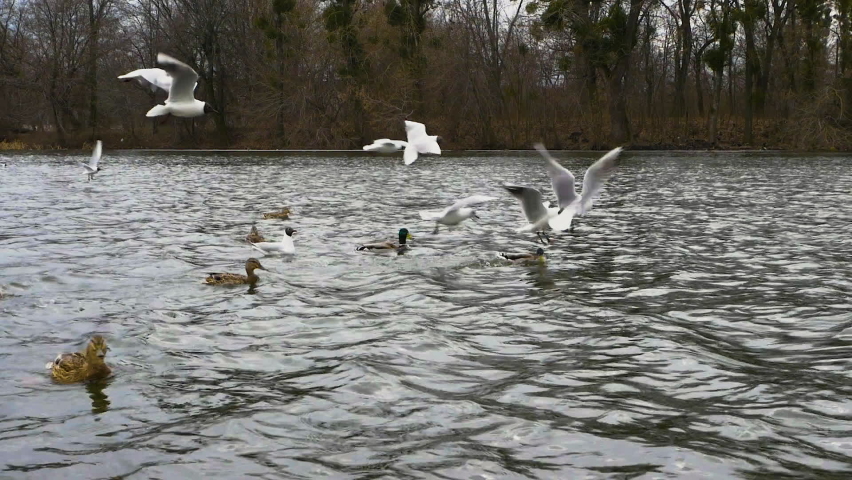 Aggressive duck Stock Video Footage 4K and HD Video Clips Shutterstock