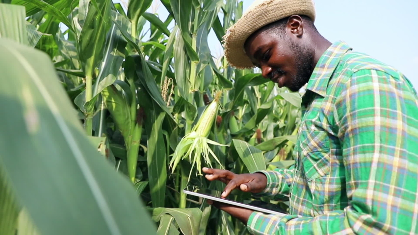 Portrait of Africa American farmer standing with tablet in corn field examining crop at blue sky. Agribusiness and innovation concept Royalty-Free Stock Footage #1069408729