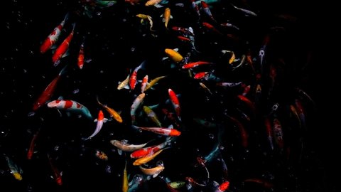 Colorful koi fishes or goldfish or fancy carp fish swimming in the pond 