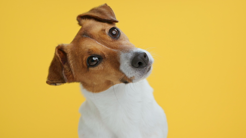 Dog Portrait breed Jack Russell Terrier looks at object with interest turns its head in different directions funny close up on Yellow background looking at camera slow motion Caring for pets. Animals. | Shutterstock HD Video #1069410499