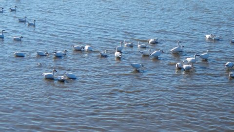 Snow geese feed during a staging area on the St.Lawrence River