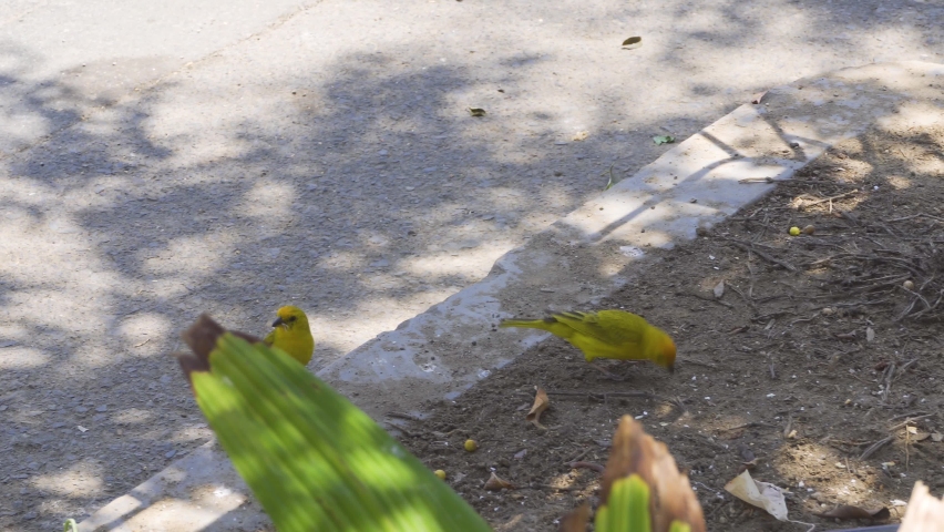 two small greenish yellow birds Saffron finch on the ground looking for food in the city in the daytime in 4k under the shade of a tree