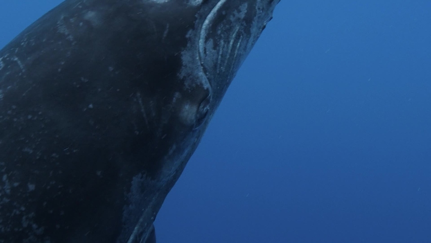 Humpback whale close up shot in clear water of the pacific ocean- slow motion shot Royalty-Free Stock Footage #1069413493