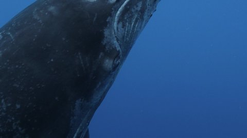 Humpback whale close up shot in clear water of the pacific ocean- slow motion shot