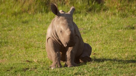 Baby rhino lying down on the soft grass in the afternoon sunlight.