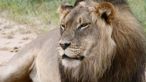 Medium Closeup Male Lion Sneezing Yawning Stock Footage Video (100% ...