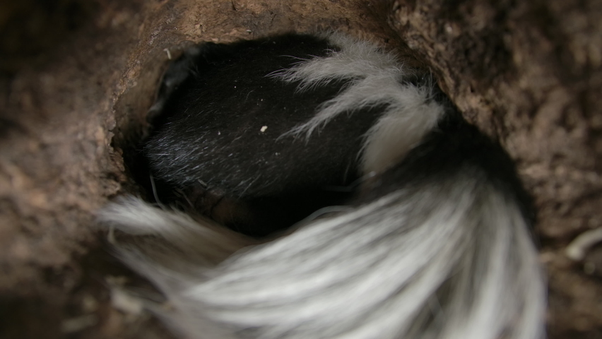 A skunk hides inside his log burrow | Shutterstock HD Video #1069414360
