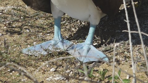 Blue Footed Booby Lifting Bright Feet Doing Mating Dance on San Cristobal Island, Galapagos