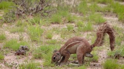 A close full body shot of a male African Ground Squirrel foraging and feeding while standing on his hind feet, Kgalagadi Transfrontier Park.