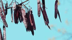 Dried seed pods of a tree moving with the wind during a hot summer day in Kaeng Krachan National Park in Thailand. Lovely blue sky, this video is perfect for adding text and voice over.