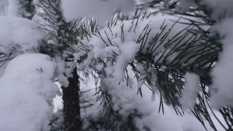 Snow Covered Pine Tree Needles During Winter Season In Romania. - close up pullback