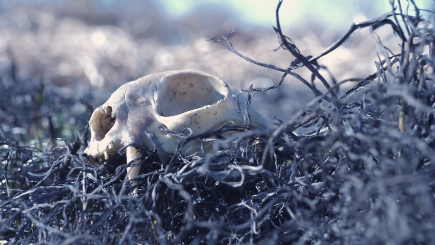 Skull of a wild animal burnt in a forest fire. A burnt animal in a forest fire on ashes of burnt grass.