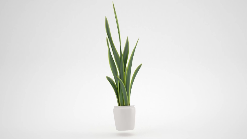 An isolated snake plant in a white pot with a white background turning around and rotating in a circle. Minimal animation of a plant  Royalty-Free Stock Footage #1069428682