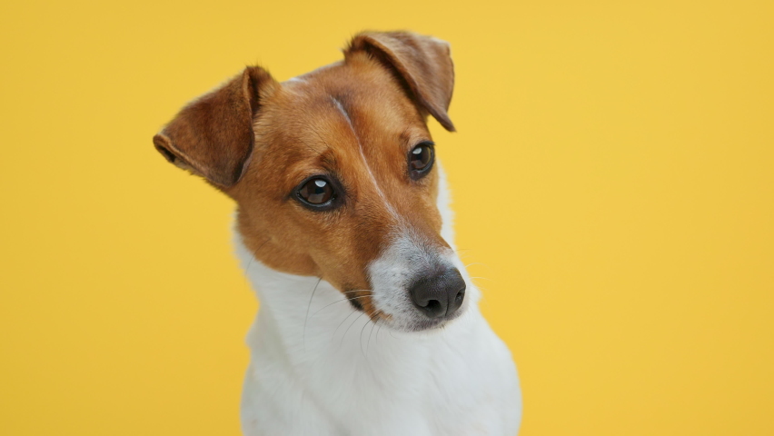 Dog Portrait breed Jack Russell Terrier looks at object with interest turns its head in different directions funny close up on Yellow background looking at camera at. Caring for pets. Animals. | Shutterstock HD Video #1069429870