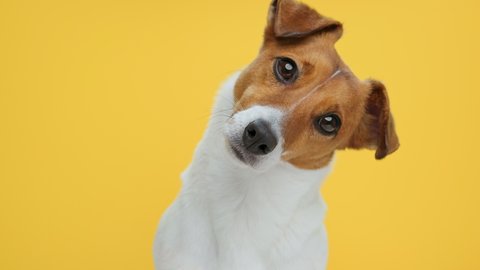 Dog Portrait breed Jack Russell Terrier looks at object with interest turns its head in different directions funny close up on Yellow background looking at camera at. Caring for pets. Animals.