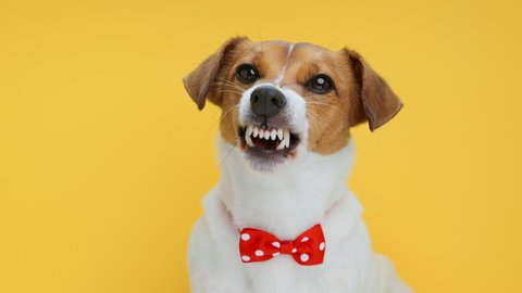 Angry Dog Portrait breed of Jack Russell Terrier showing teeth licks nose with tongue with bow tie for clothes look on camera on Yellow Background. Caring for pets. Animals. Emotions. Family. Pet