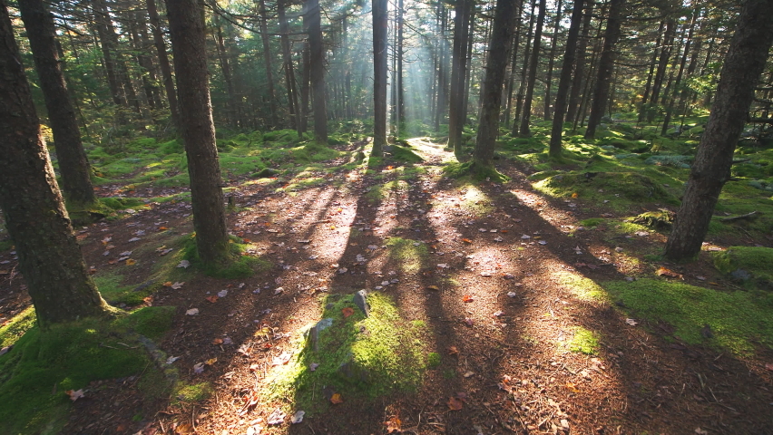 Point of view pov walking on Huckleberry Seneca Rocks hiking trail Spruce Knob mountain ridge pine forest in colorful fall autumn with sun rays behind tree conifer trunks, West Virginia