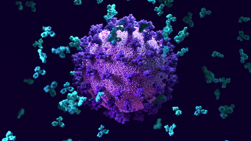 Antibodies work to neutralize SARS-CoV-2 by binding to the S protein and blocking entry (ACE2)  into a host cells | Shutterstock HD Video #1069440055