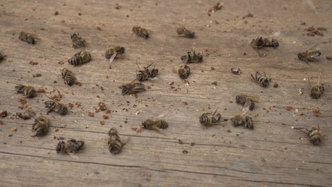 Bees drop dead around 5G towers. Bee mortality. A lot of dead worker honey bees close up. Pesticide poisoning, Bacterial diseases, Pests and parasites, Fungal diseases