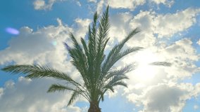 Palm tourism sky clouds nature sunny beach tree holiday