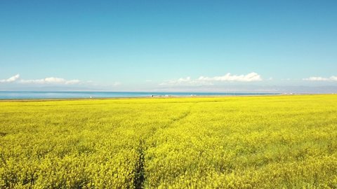 drone shot of a field of canola flowers in qinghai, china