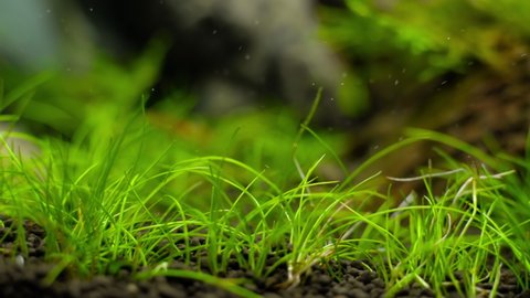 4K cinematic view of fresh water aquascape with aquatic plants and tetra neon fish