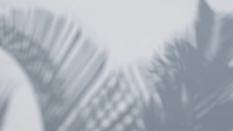 motion of defocused shadow palm leaves in wind overlay on white wall background, concepts summer
