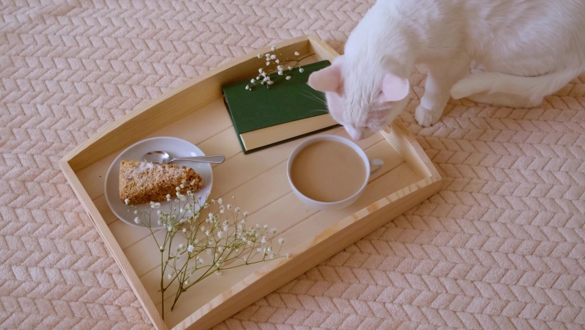 Wooden tray with coffee and milk, cake, book and small white flowers on a light blanket. Nearby lies a white cat. Morning cozy concept.