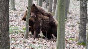 Two brown adult bears play or fight in the spring forest. Wild animals in the natural environment 