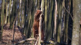 Adult brown bear in the spring forest peels the bark from a tree. Wild animals in the natural environment 