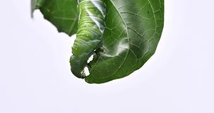 Video of horned worm larvae eating a leaf.
