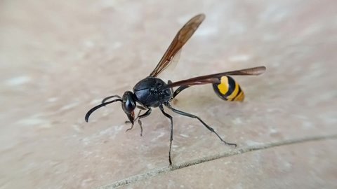 a yellow-striped black wasp perched and rested on the tile floor