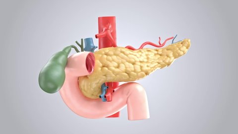 Anatomically accurate animation turntable of human pancreas with gallbladder, duodenum and blood vessels. 3d rendering