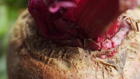 Raw beetroot vegetable super close up stock footage.