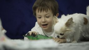 The boy is playing with a small dog. The child plays with the creature in the house in the room, smiling and rejoicing. 4K video slow motion of joy.
