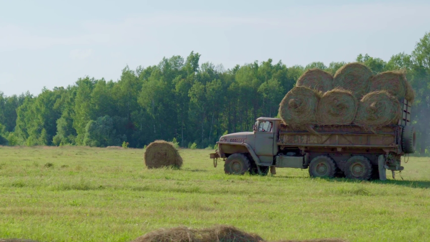 Transportation of hay cubes in the back of a truck. Farmers collect yellow dry mown grass. A truck carries haystacks across a field. Agricultural field. Hay bales in a meadow.