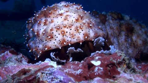 
Graeff's Sea Cucumber (Bohadschia graeffei) - Feeders Close Up - Philippines