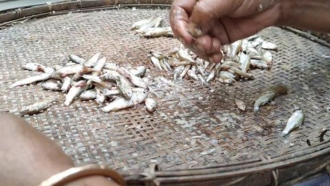 Female hand while cleaning and preparing small fishes placed on a bamboo sieve before cooking and other hand supporting it