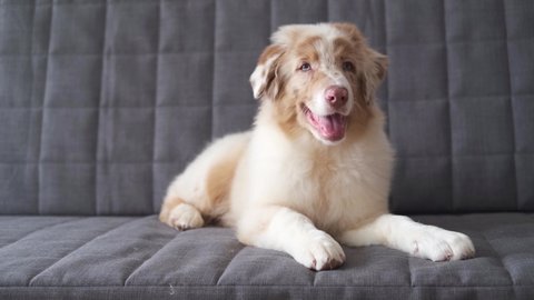 4k. Small cute Australian shepherd merle puppy dog lying on couch