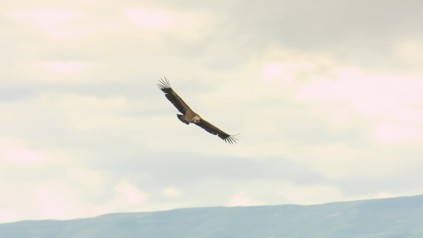 Griffon Vulture flying between mountains with clouds in the background Royalty-Free Stock Footage #1069464235