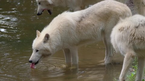 Arctic wolf (Canis lupus arctos) drinking water, white animal quenching thirst, beast at the lake
