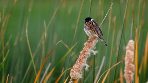 Common reed bunting (Emberiza schoeniclus) song call, European bird singing at the water