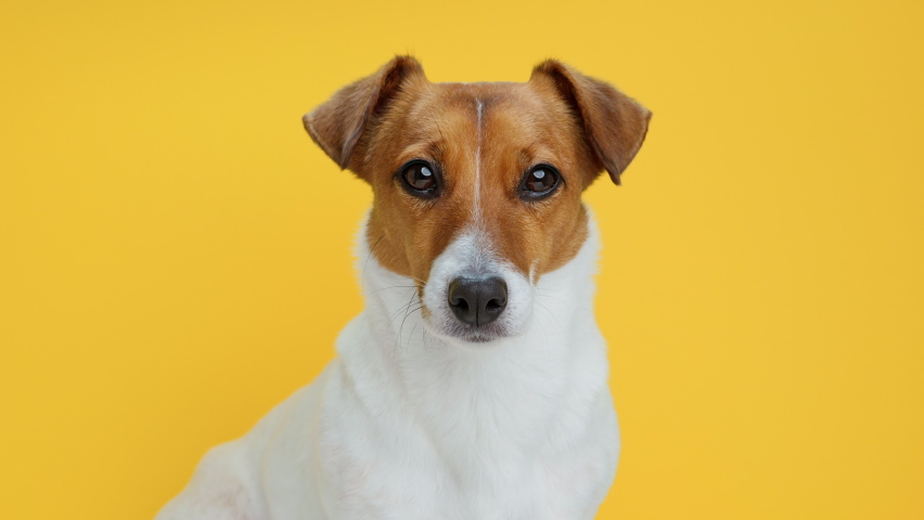 Dog Portrait breed Jack Russell Terrier looks at object with interest turns its head in different directions funny close up on Yellow background looking at camera at. Caring for pets. Animals. | Shutterstock HD Video #1069465894