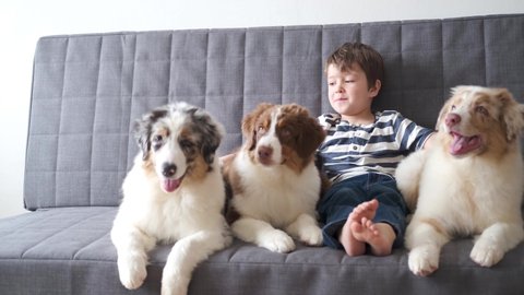 4k. little cute boy playing with three Australian shepherd puppy dog on couch