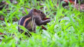 Adorable. Sri Lankan chipmunk. making a snack of a fallen seed pod