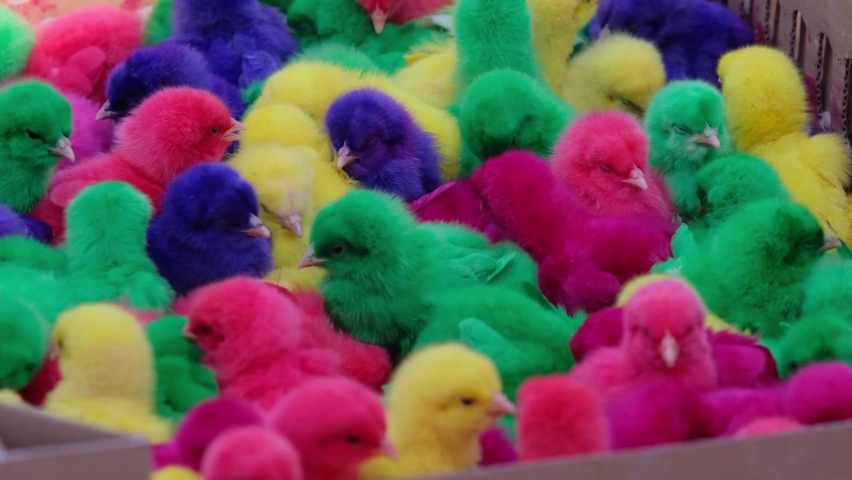 Shutterstock Video
