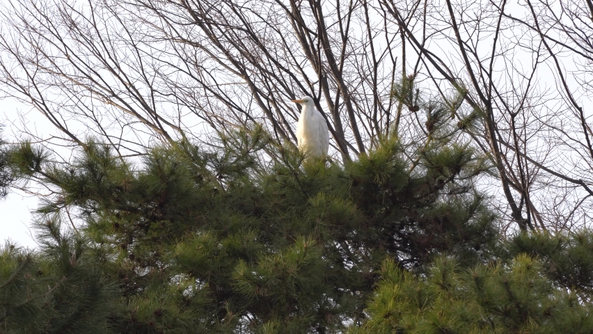 Great Egret - Great White Heron Preening Itself On Top of Korean Pine Tree. - static