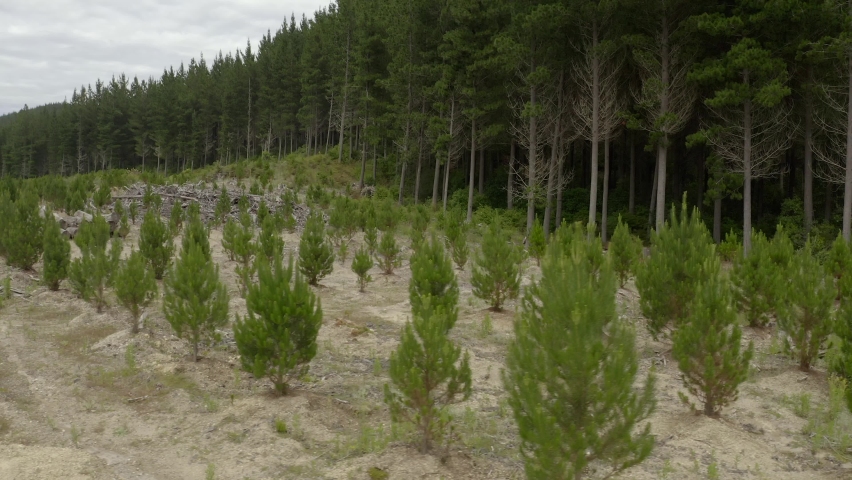 Reforestation of pine tree forest with young saplings and older trees, aerial.