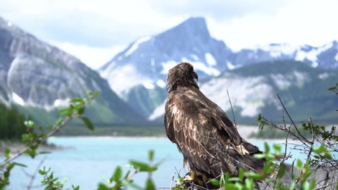 Juvenile bald eagle standing on a branch with Banff National Park behind.