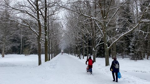People walk in a snow-covered park, going into perspective, winter tree trunks, Pavlovsky Park, sledding. January. Russia, Saint Petersburg, 1.01.2021 Redaktionel stock-video